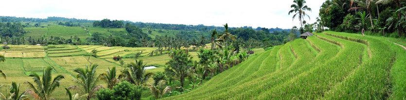 Bali Reisterrassen Tour Wanderung