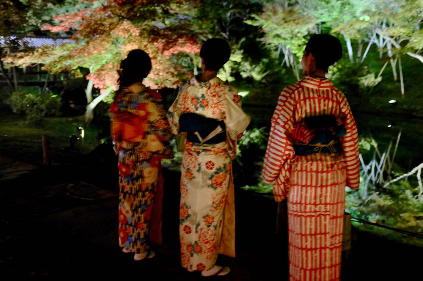 Kyoto Illumination Nights Temple Tipp Time Dates