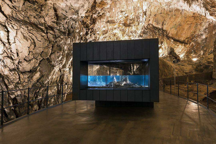  Schauvitrine Grottenolme Höhlen von Postojna Slowenien