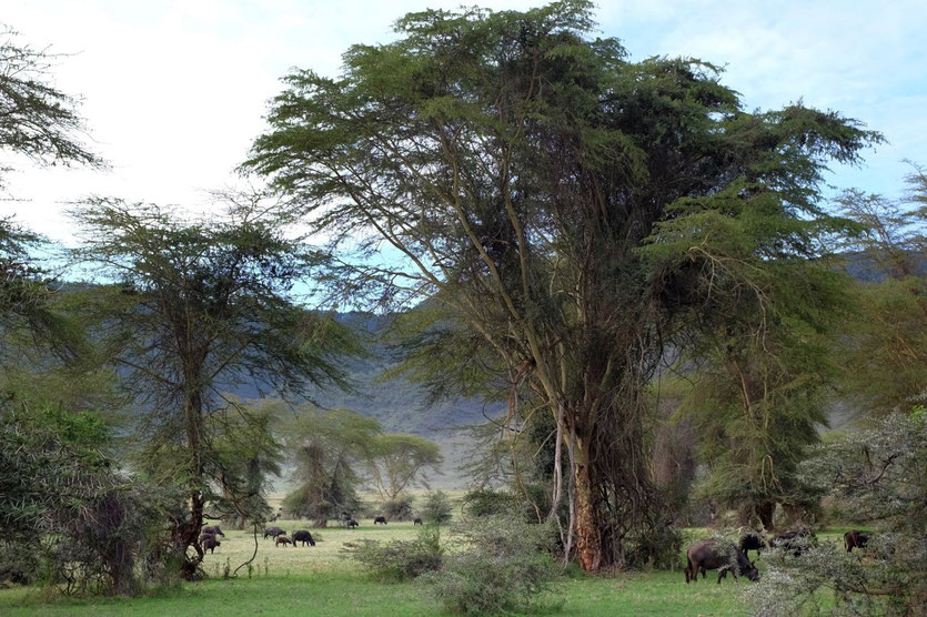 Leira Forest Ngorongoro crater Tanzania safari
