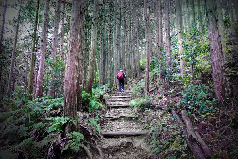 Japan Kumano Kodo Pilgerweg Pilgrimage route tourist office trek Tanabe Takijiri-oji to Chikatsuyu