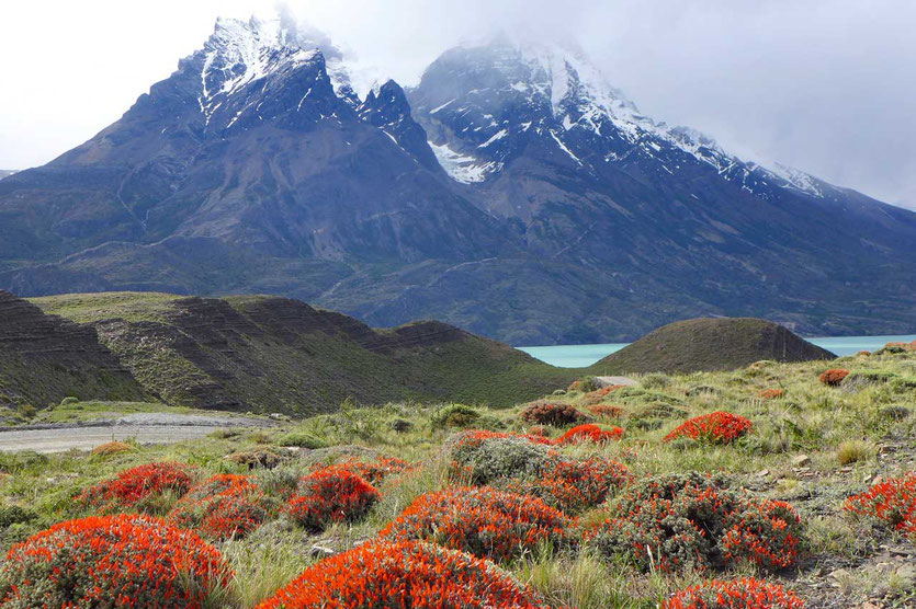 Frühling im Torres del Paine