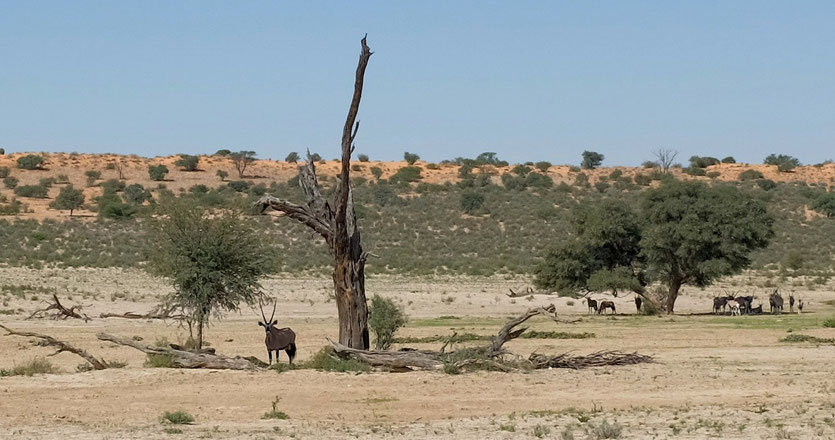 Kgalagadi Transfrontier Park