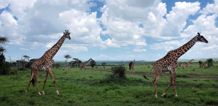 Giraffen Serengeti Safari tour operator