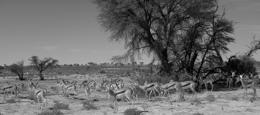 Kgalagadi Transfrontier Park