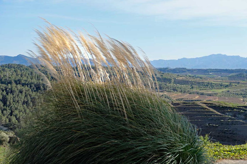 Weingebiet Priorat