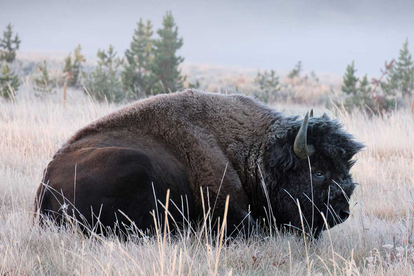 Bison mit Morgenreif im Hayden Valley