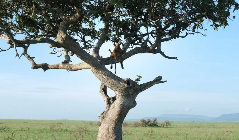 Baumlöwe Tansania Serengeti tree loin tanzania