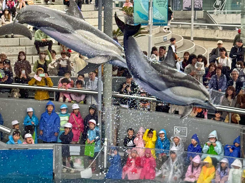 Delfin-Show Oita Marine Palace Aquarium 'Umitamago'