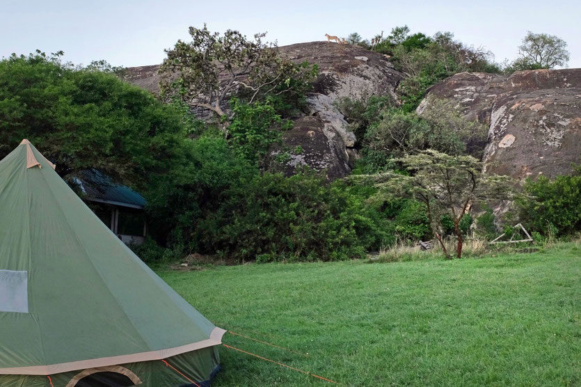 Lobo public Campsite Serengeti loins