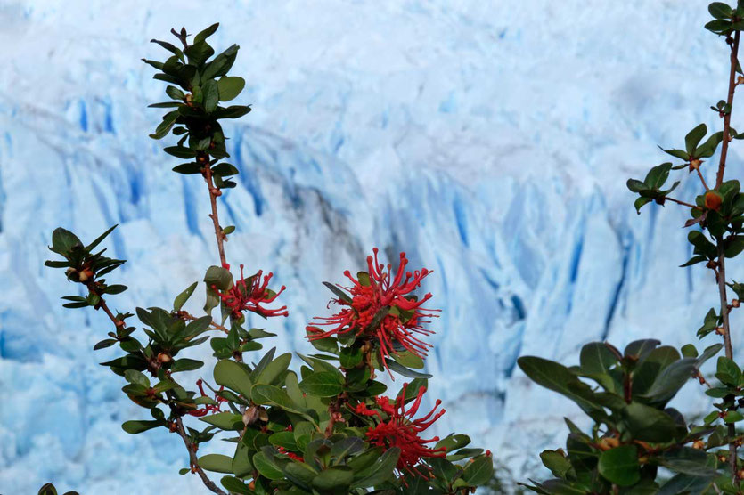 Rot blühender Feuerbusch vor dem Gletscher Perito Moreno