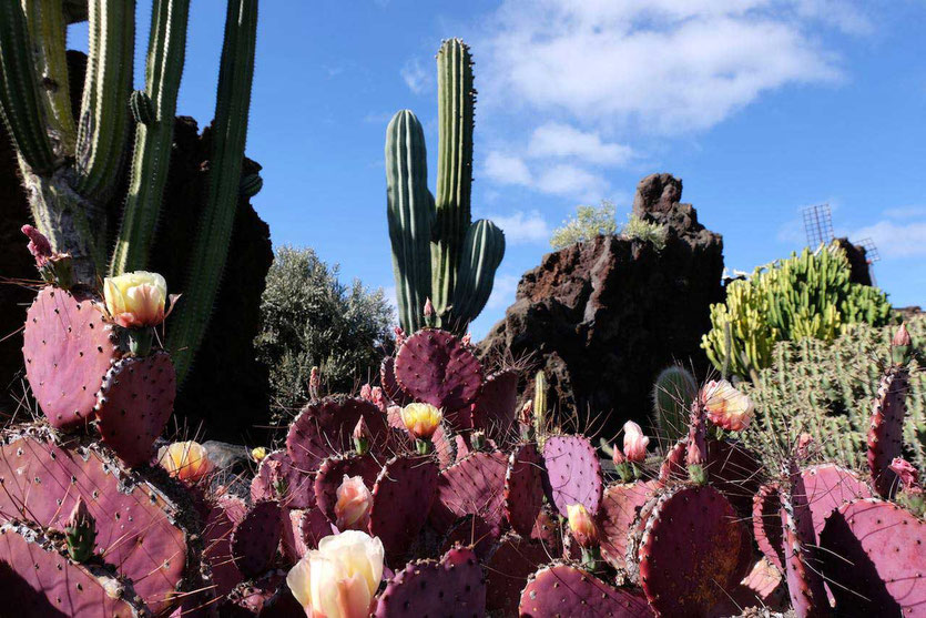 Kaktusgarten von César Manrique Jardín de Cactus Guatiza Lanzarote