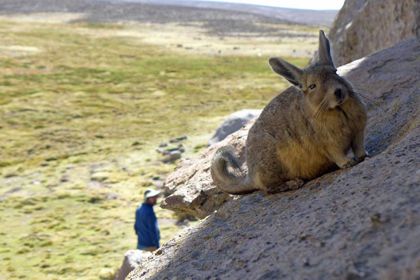 Viscacha im Bofedal de las Cuevas Chile