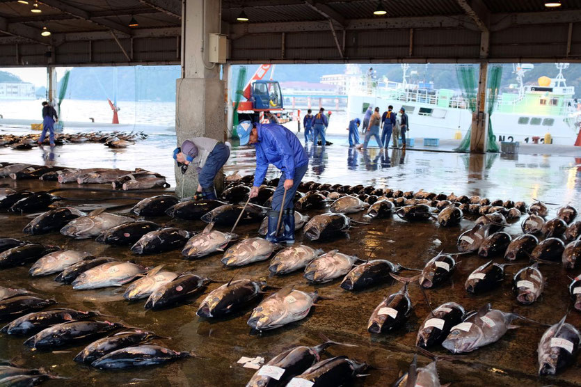 Nachi-Katsuura Tuna Auction Japan Thunfischauktion ohne Reservierung Reisebericht Blog
