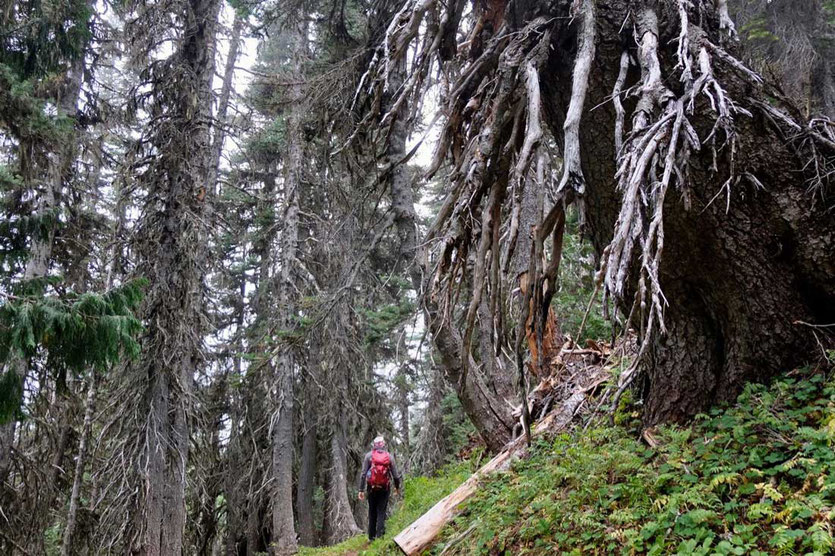 Durch mächtigen Nadelwald auf dem Wonderland Trail zwischen White River Campground und Sunrise, Mt. Rainier National Park