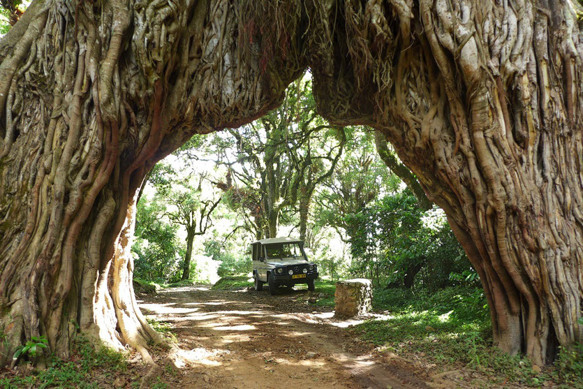 Fig Tree Arch Mount Meru tour Arusha National park Feigenbaum-Tor