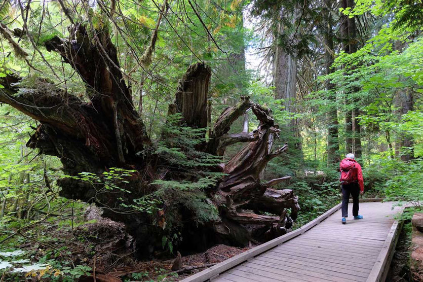 Auf dem Grove of the Patriarchs Trail - Mt. Rainier National Park