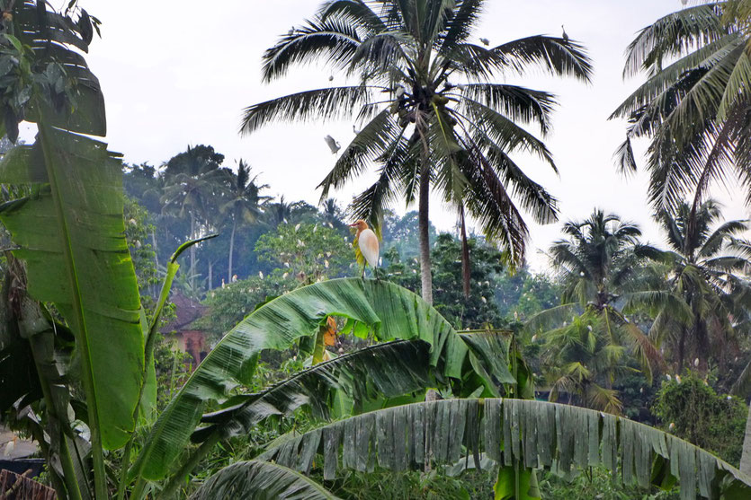 Reiher bei Ubud Ausflug Tipp