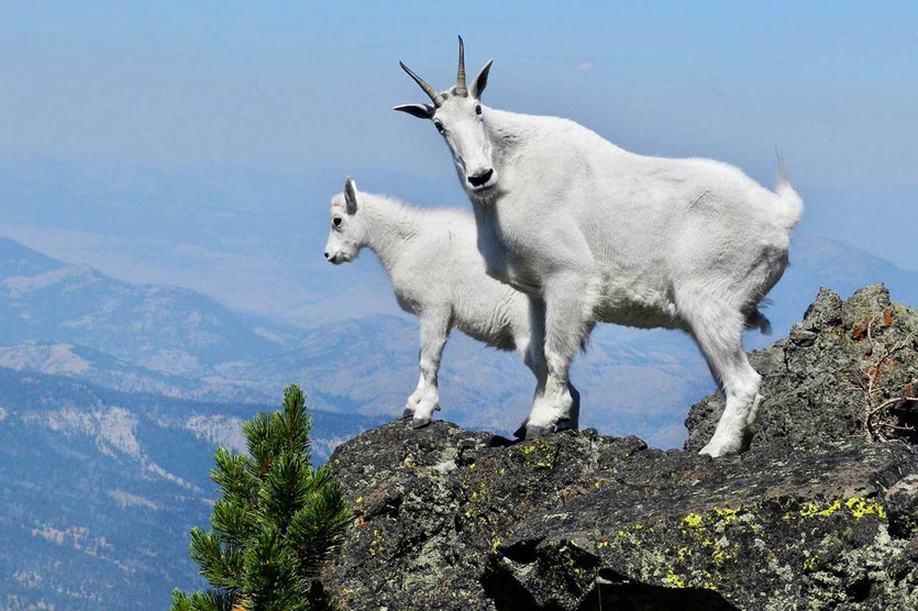 Mountain Goats im Mt. Rainier National Park