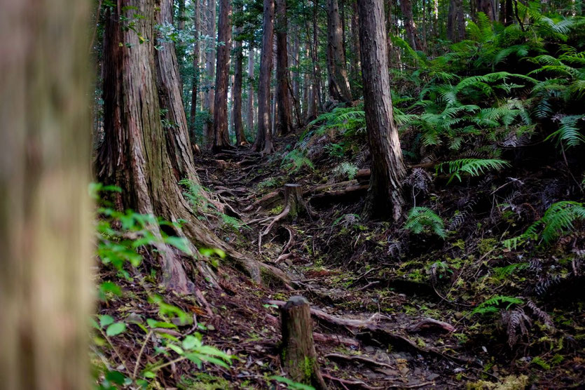 Japan Kumano Kodo Pilgerweg Pilgrimage route tourist office trek Tanabe - Takijiri-oji