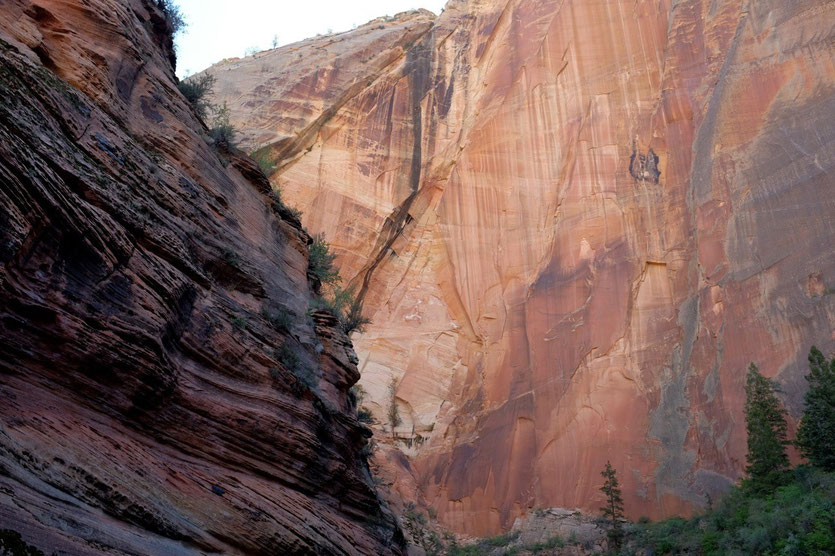 Felswände zum Observation Point, Zion NP