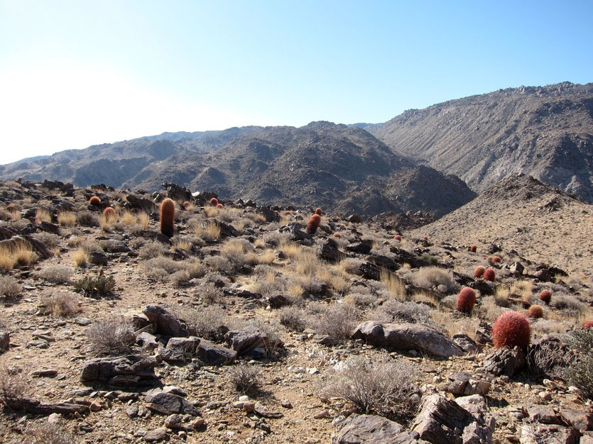 49 Palms Oasis Trail, Joshua Tree NP