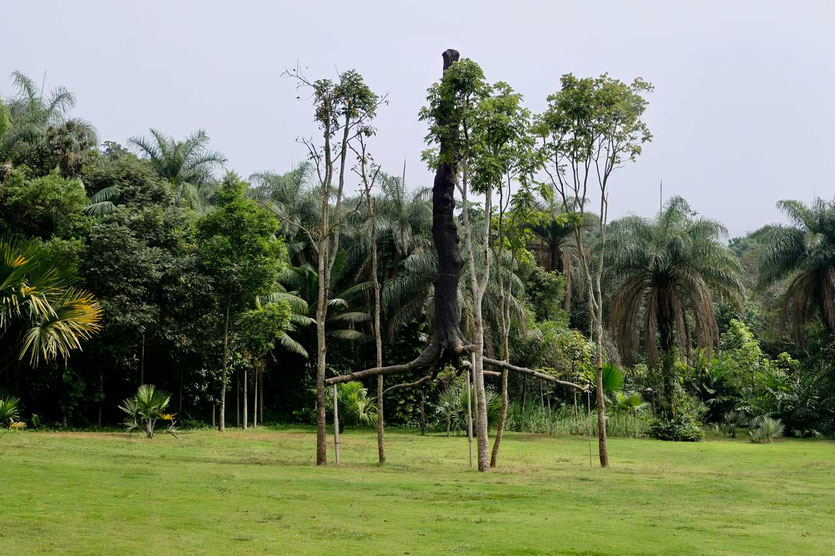 Schwebende Baum-Bronzeskulptur, Inhotim Kunstpark, Minas Gerais, Brasilien 