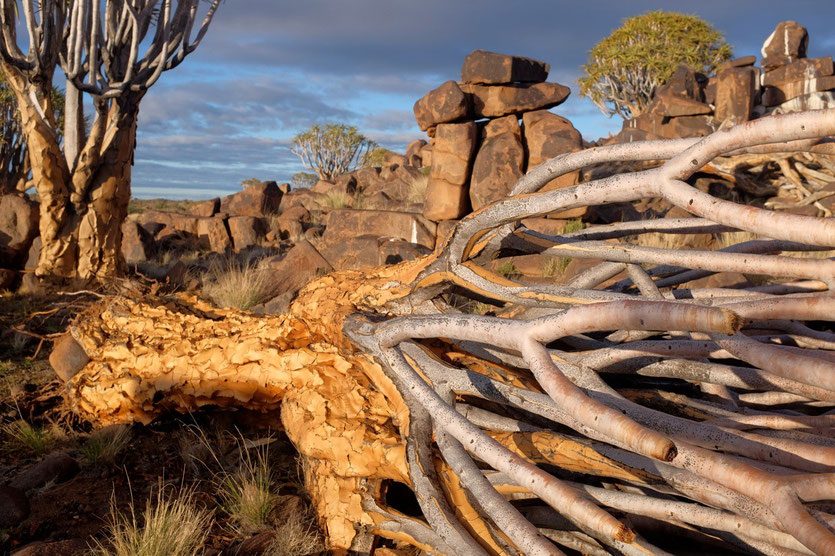 Mesosaurus Fossil Site Camp Namibia