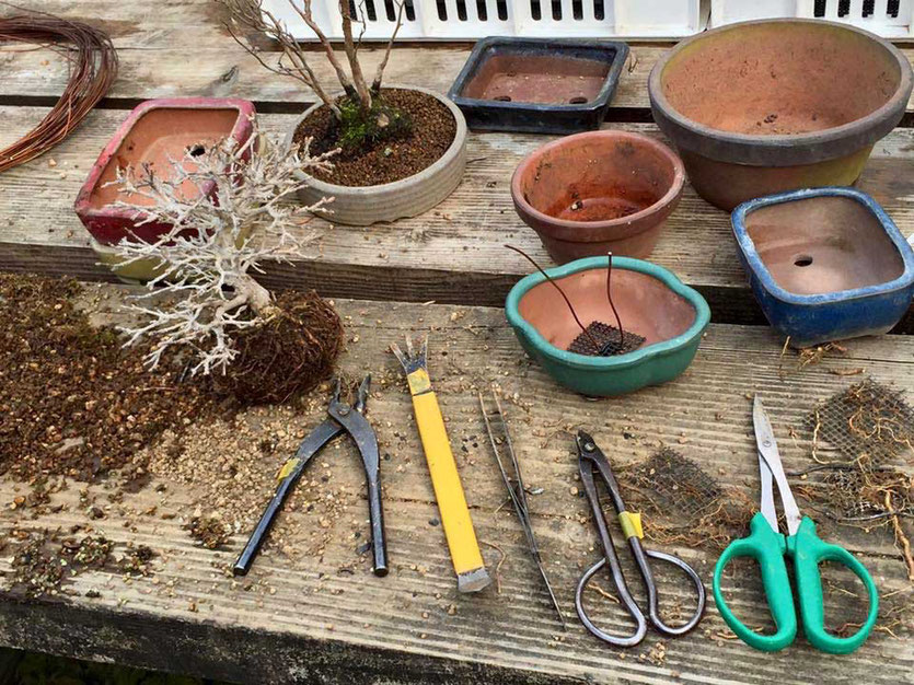 Kyoto Reise Insider-Tipp Bonsai Ausstellung Show Baumschule Reisebericht Reiseblog