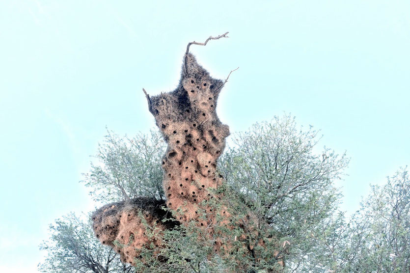 Trees in Namibia