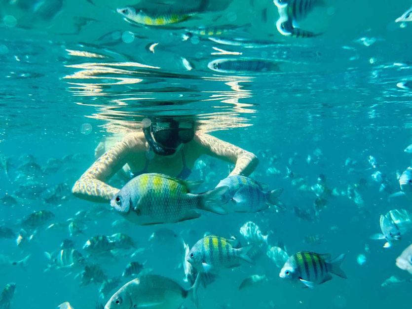 Paraty Ilha Comprida Schnorcheln Fischschwarm