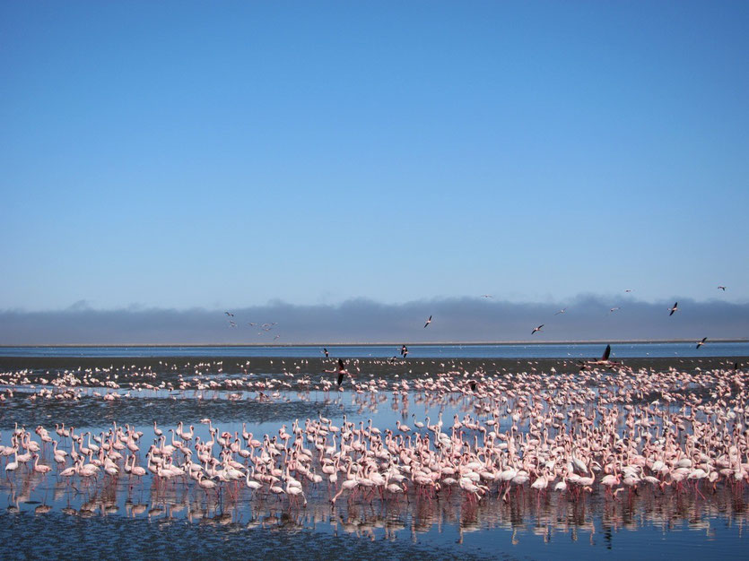 Flamingo Point Walvis Bay Namibia