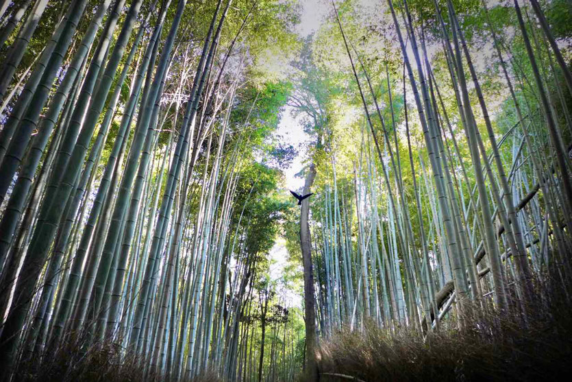 Walk Bamboo Grove Forest Arashiyama Bambuswald Kyoto Bambushain Anfahrt Öffnungszeiten Reisebericht