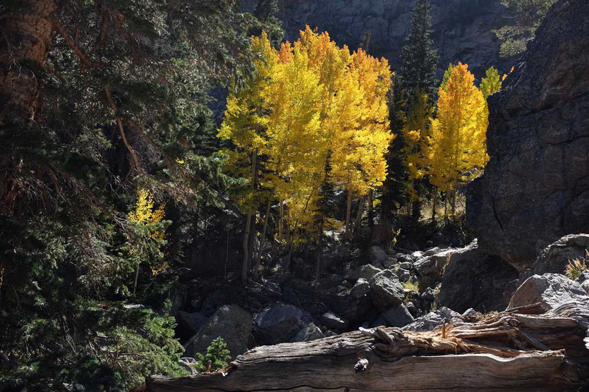 Espenwald Herbstfärbung im Rocky Mountain NP