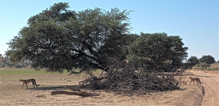 Geparde im Kgalagadi Transfrontier Park