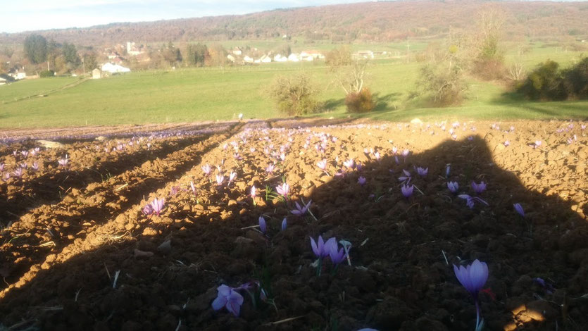 campo de flores de açafrão orgânico