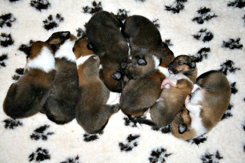 v.li.: Bryson, Bennett, Balou, Blaze, Bree, Braydon, Bailey, Barney 10 Tage alt