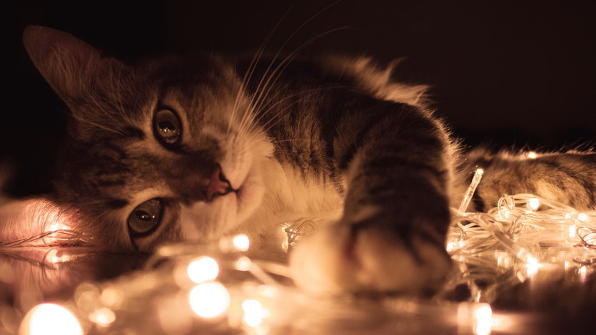 Stressreduktion für Katzen an Silvester