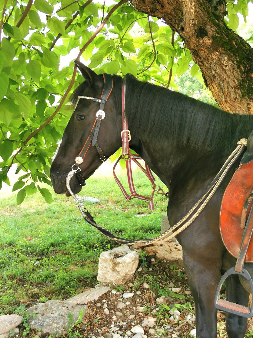 Filet de randonnée pour cheval en cuir