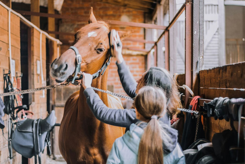 TIQUES CHEVAL CHEVAUX EQUITATION ECURIE ASTUCES LYME PYROPLASMOSE