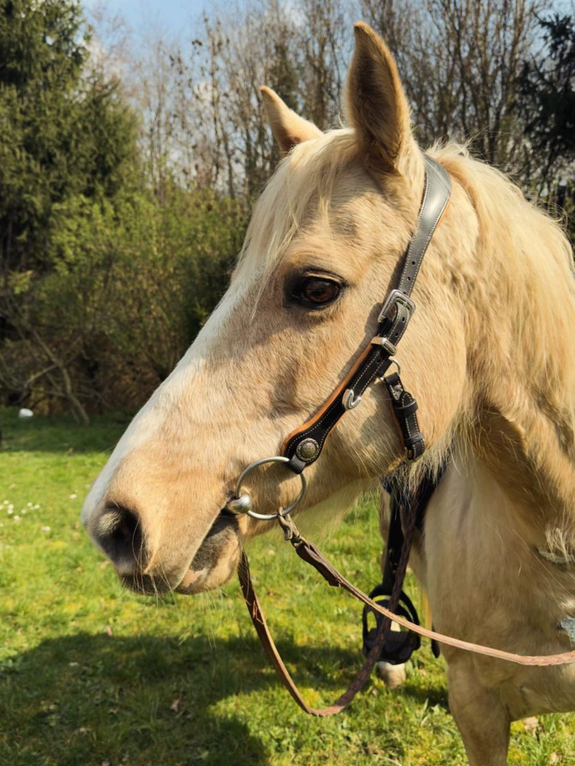 BRIDON BRIDE WESTERN CHEVAL CUIR FRANCE EQUITATION