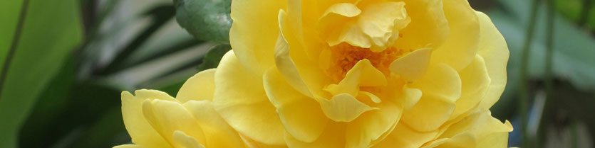 flower tonygrainger.com