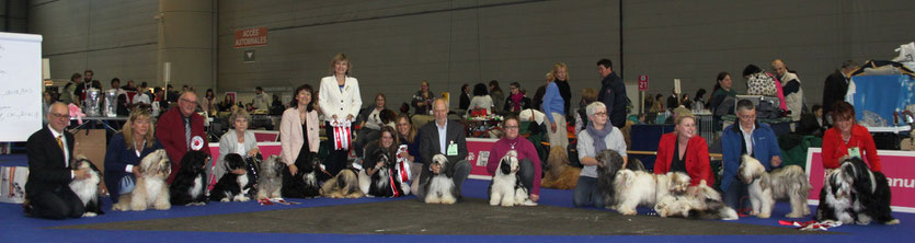 Tibetterrier an der Ausstellung in Genf