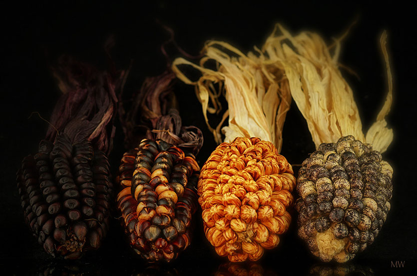 Seltene Maissorten, 4 der 50'000 die es weltweit gibt. 