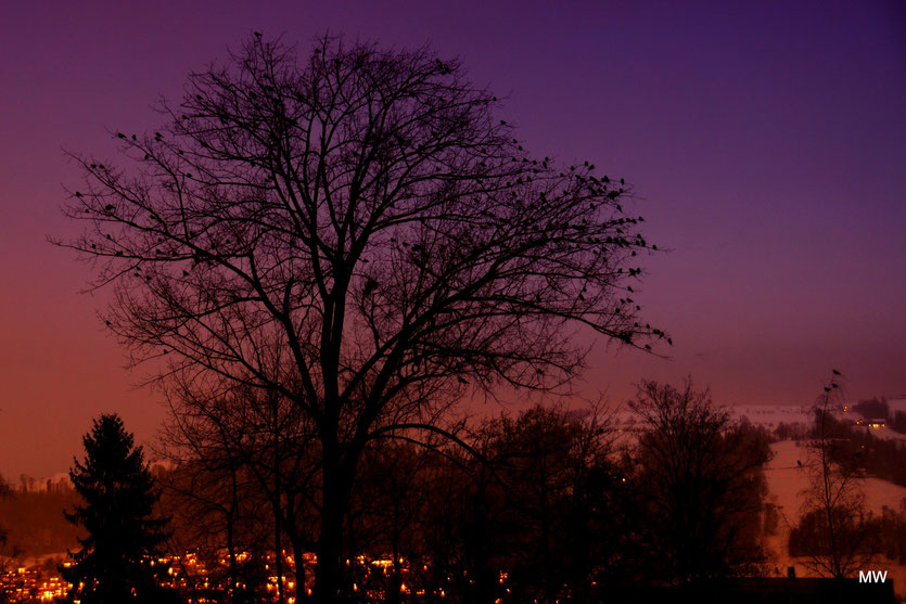Die Rabenkrähen versammeln sich auf diesem und angrenzenden Bäumen nach Sonnenuntergang. (Brüggli). Der Lärm ist ohrenbetäubend, wenn sie sich erzählen, was sie an diesem Tag erlebt haben. 