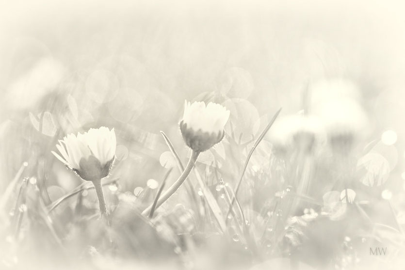 soft daisies