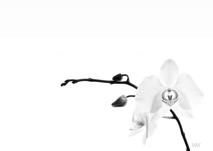 Eine der Orchideen im Büro, hat übers Wochenende zwei Blüten geöffnet. Schön, wie sie alle immer wieder zum Blühen kommen. 