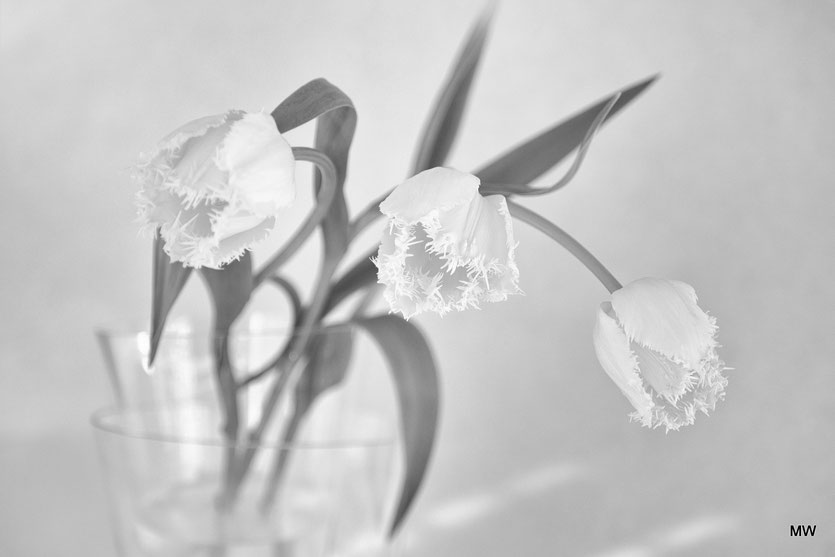 Noch ein zweites Bild von meinen gefransten Tulpen. 