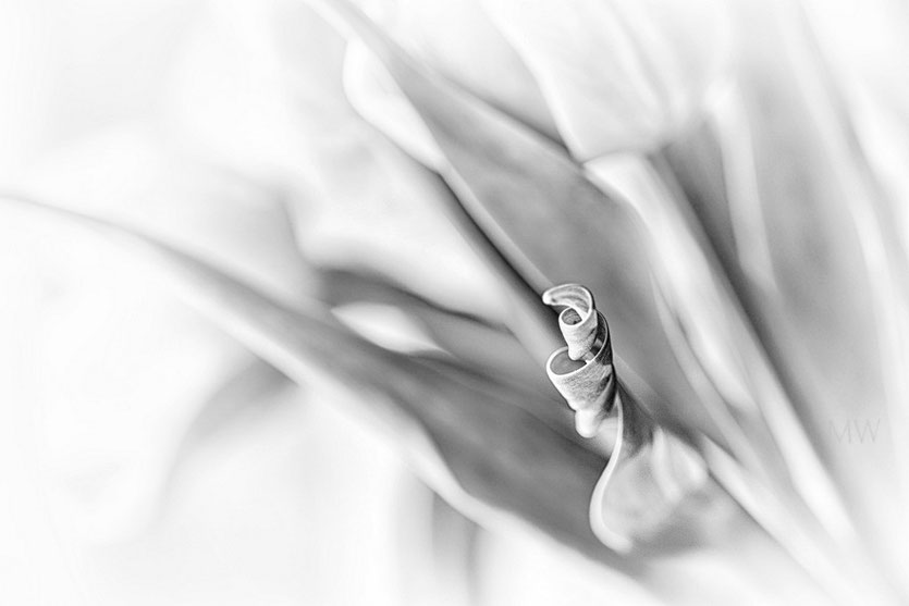 Weisse Tulpen mit zapfenzieher Blättern