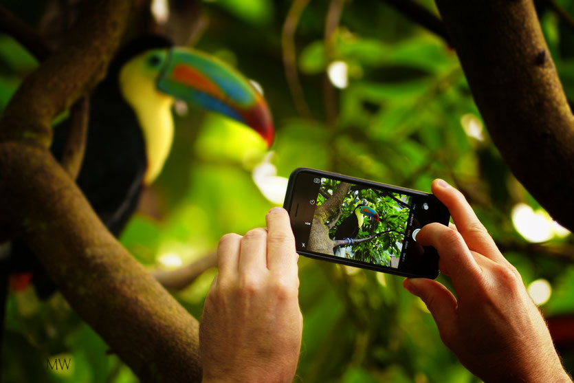 Regebenbogen-Tukan auf dem Jungle Track im Papilorama, Kerzers  (iPhone von Ch.)